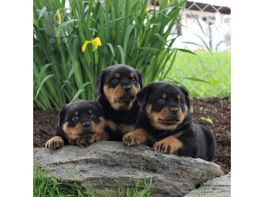 PoulaTo: ΠΟΔΙΕΣ ROTTWEILER